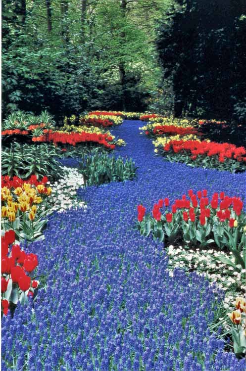 tulips